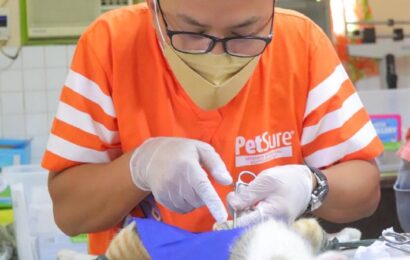 129 rescued cats, dogs in 29 schools get spayed, and neutered 