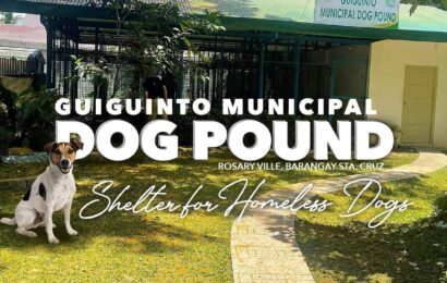DOG POUND ITINAYO SA GUIGUINTO