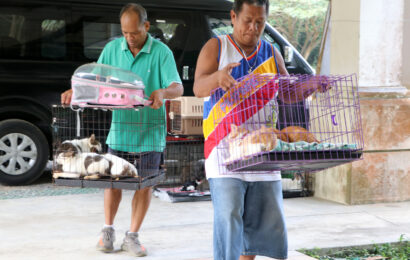 <strong>Local animal shelter collabs with animal care groups to help neuter 218 strays, pets in SBF</strong>