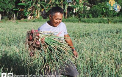 <strong>DA Central Luzon holds Onion Harvest Festival in Bacolor</strong>