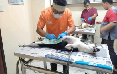 1,096 cats, dogs in AC get free castration