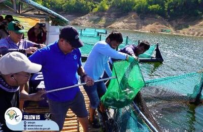 BFAR harvests more than 400 kg of tilapia in Nueva Ecija aquaculture project