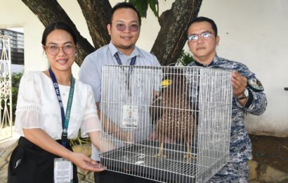 Serpent Eagle rescued in Guiguinto, Bulacan