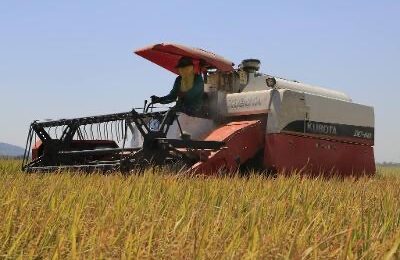 PhilRice reminds farmers to harvest rice at the right time