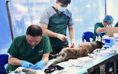 282 dogs/cats get free spay, neuter, vaccinations in Bulacan