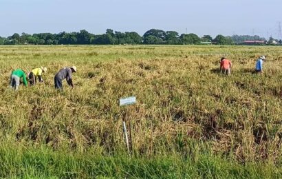 Magsasaka sa Nueva Ecija pinaghahanda sa parating na bagyong ‘Pepito’