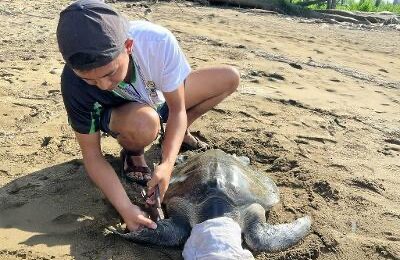 DENR leads rescue and release of sea turtle in Aurora DENR leads rescue and release of sea turtle in Aurora