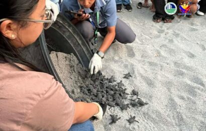 70 hatchlings ng Olive Ridley sea turtles pinakawalan sa Zambales 70 hatchlings ng Olive Ridley sea turtles pinakawalan sa Zambales