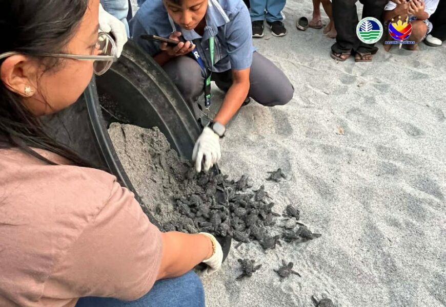 70 hatchlings ng Olive Ridley sea turtles pinakawalan sa Zambales