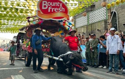 Bayan ng Pulilan bida sa Kneeling Carabao Festival