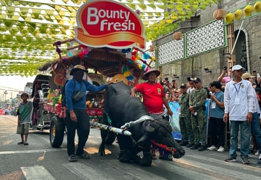 Bayan ng Pulilan bida sa Kneeling Carabao Festival
