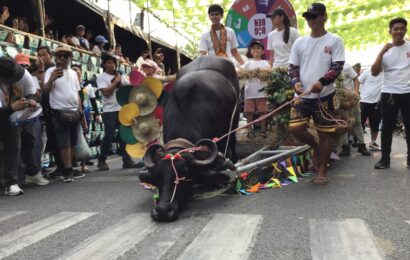 375 kalabaw tampok sa ‘Kneeling Carabao Festival’ sa Pulilan