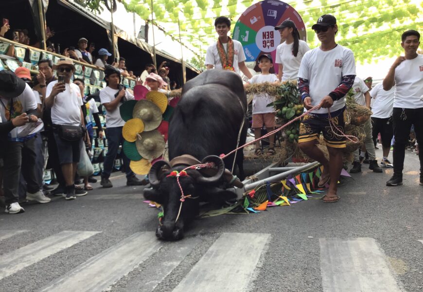 375 kalabaw tampok sa ‘Kneeling Carabao Festival’ sa Pulilan