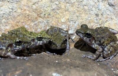 Sighting of vulnerable Biak-na-Bato limestone frog recorded in Bulacan 