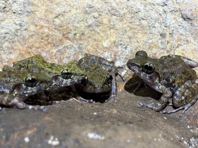 Sighting of vulnerable Biak-na-Bato limestone frog recorded in Bulacan 