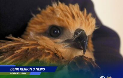 State workers turn over juvenile Brahminy Kite to DENR for proper care